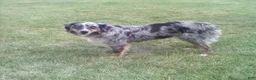 Mixed Breed dogs for sale: Mindy - Ad 4