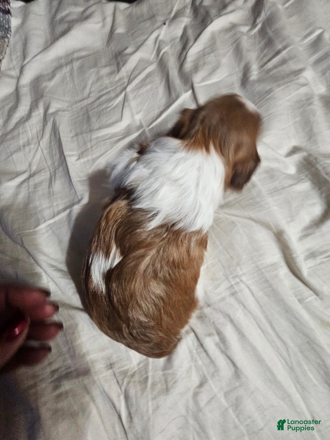 Shih Tzu dogs for sale: Coco - Ad 4