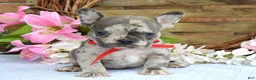 French Bulldog dogs for sale: Felix  - Ad 8