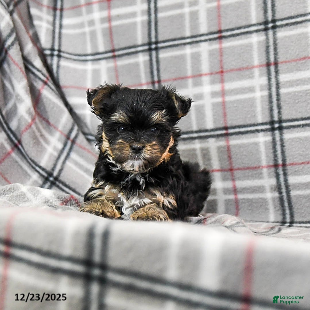 Morkie dogs for sale: Zina - Ad 2