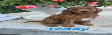 Teddy