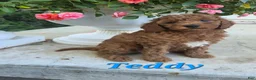 Cavapoo dogs for sale: Teddy - Ad 1