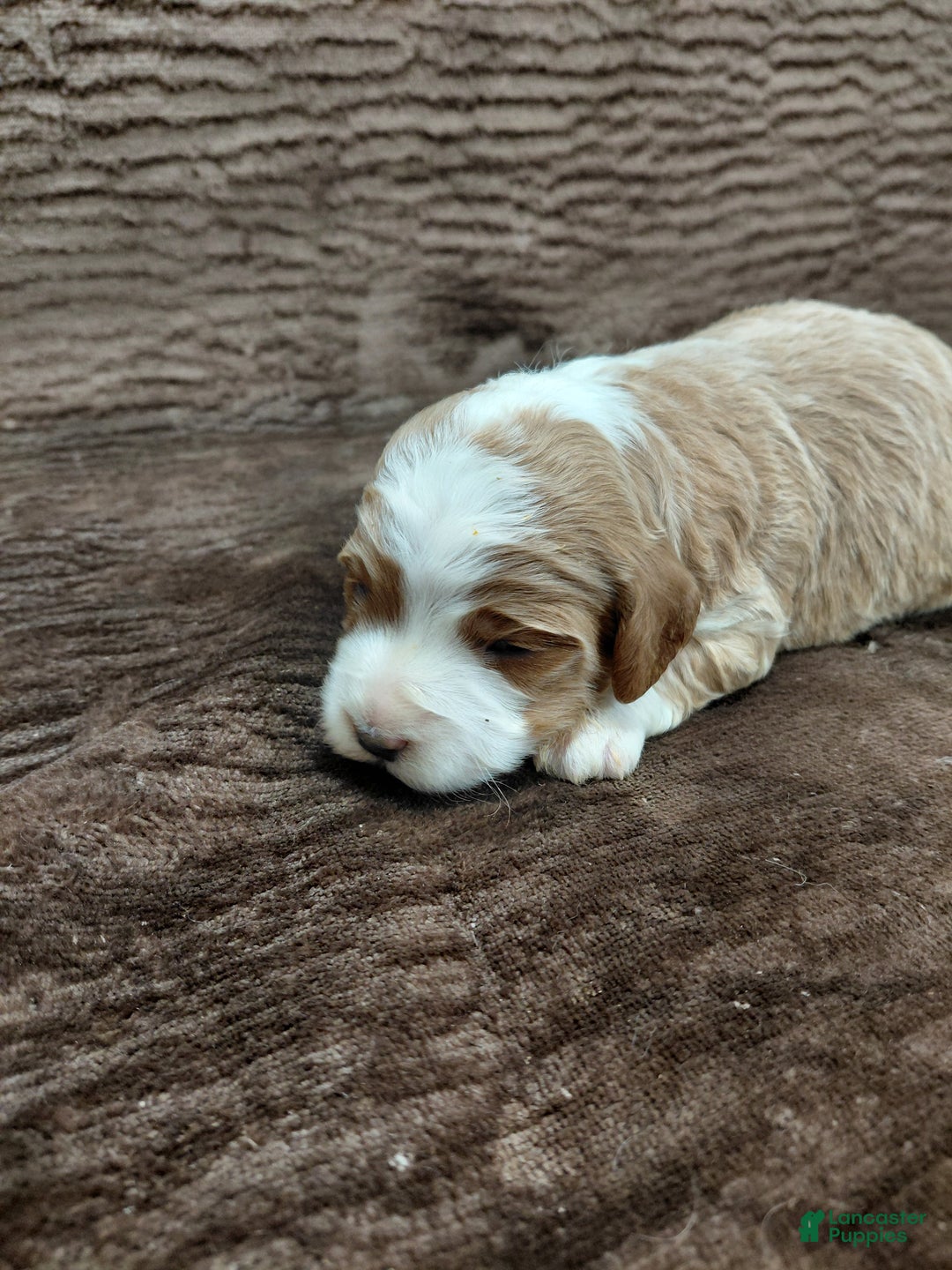 Mini Bernedoodle dogs for sale: Mr Awesome - Ad 3