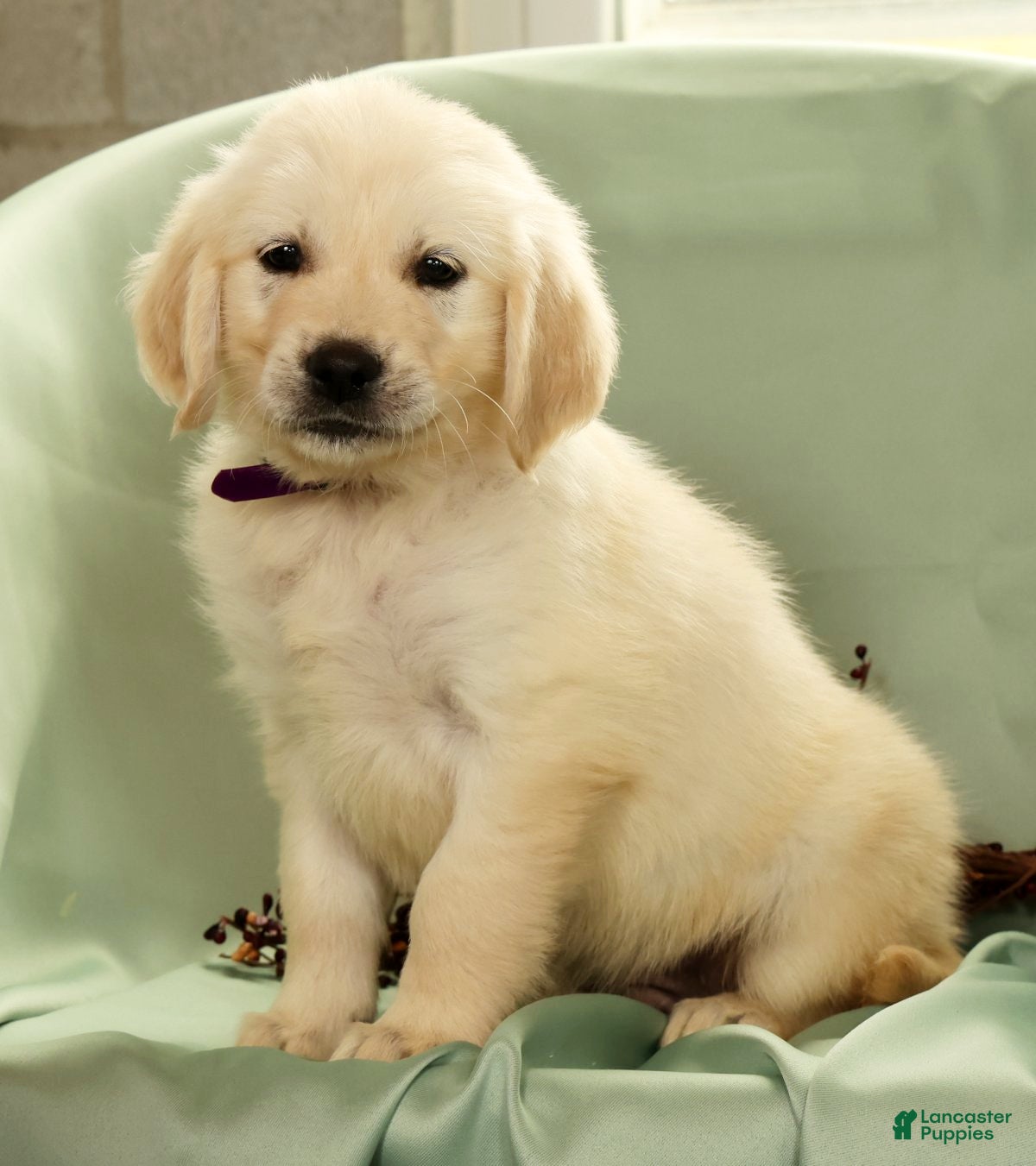 Golden Retriever dogs Grady - Ad 1