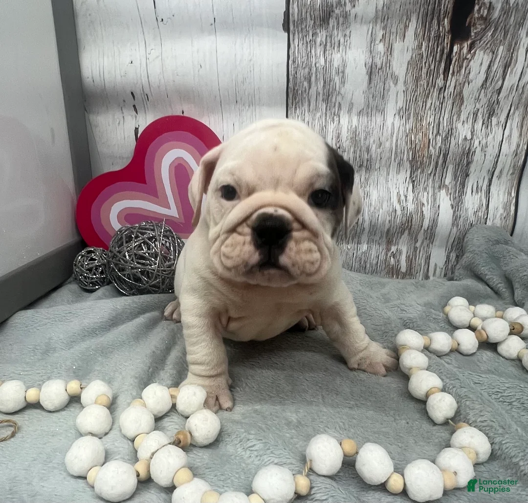 English Bulldog dogs for sale: Lilly - Ad 2