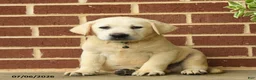 Labrador Retriever dogs for sale: Bobby - Ad 1