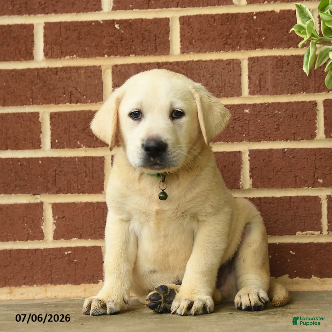 Labrador Retriever dogs for sale: Bobby - Ad 1