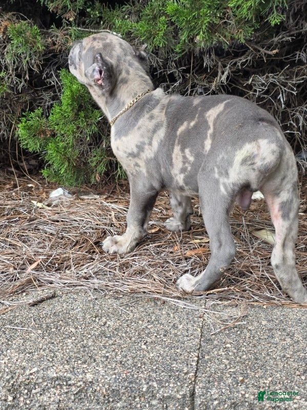 Cane Corso dogs BLUE PUZZLE - Ad 2