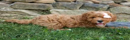 Cavapoo dogs for sale: NELLIE - Ad 11