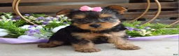 Yorkshire Terrier dogs for sale: Ava - Ad 9