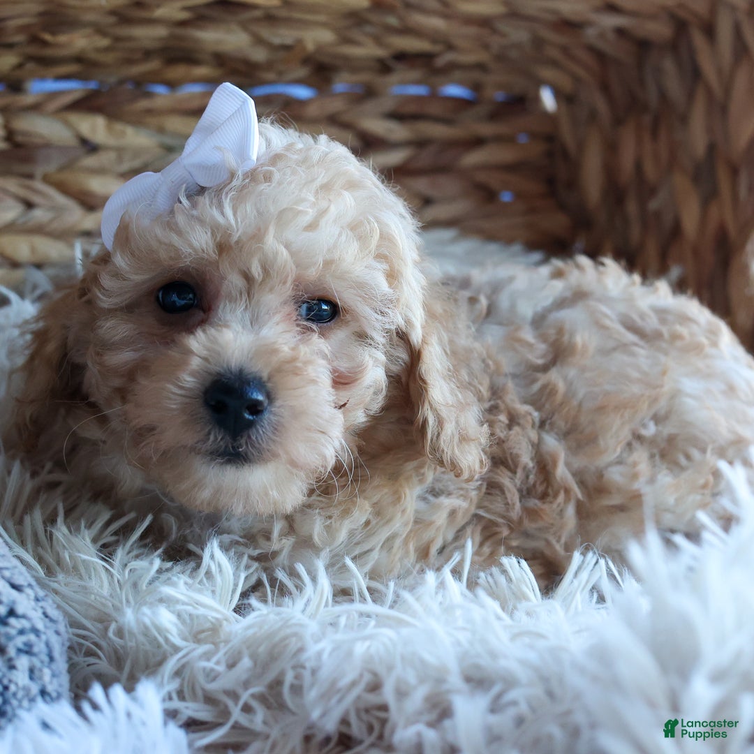 Miniature Poodle dogs for sale: LEO - Ad 14