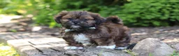 Shih Tzu dogs for sale: Theo - Ad 6