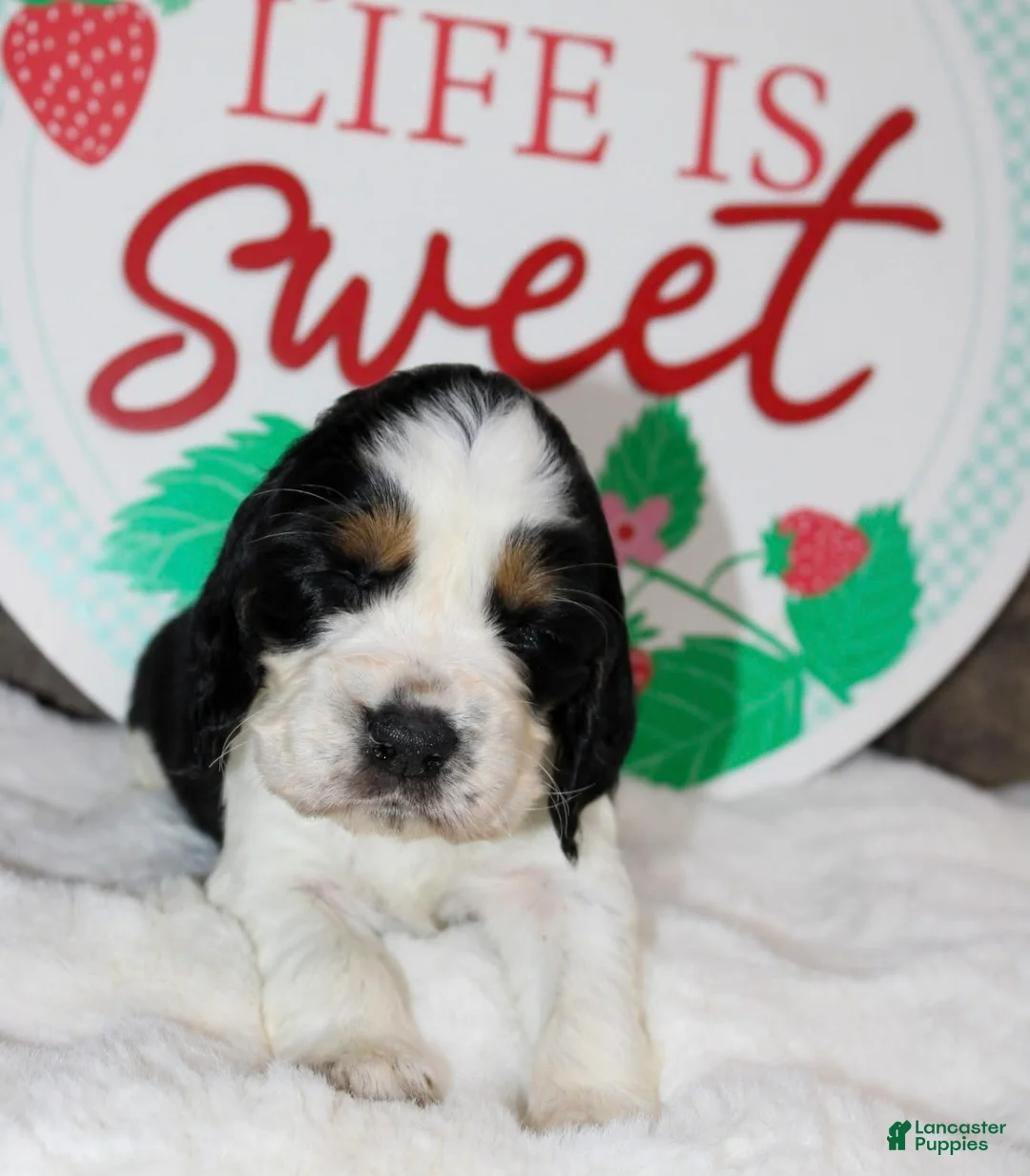 English Springer Spaniel dogs for sale: Homer - Ad 1