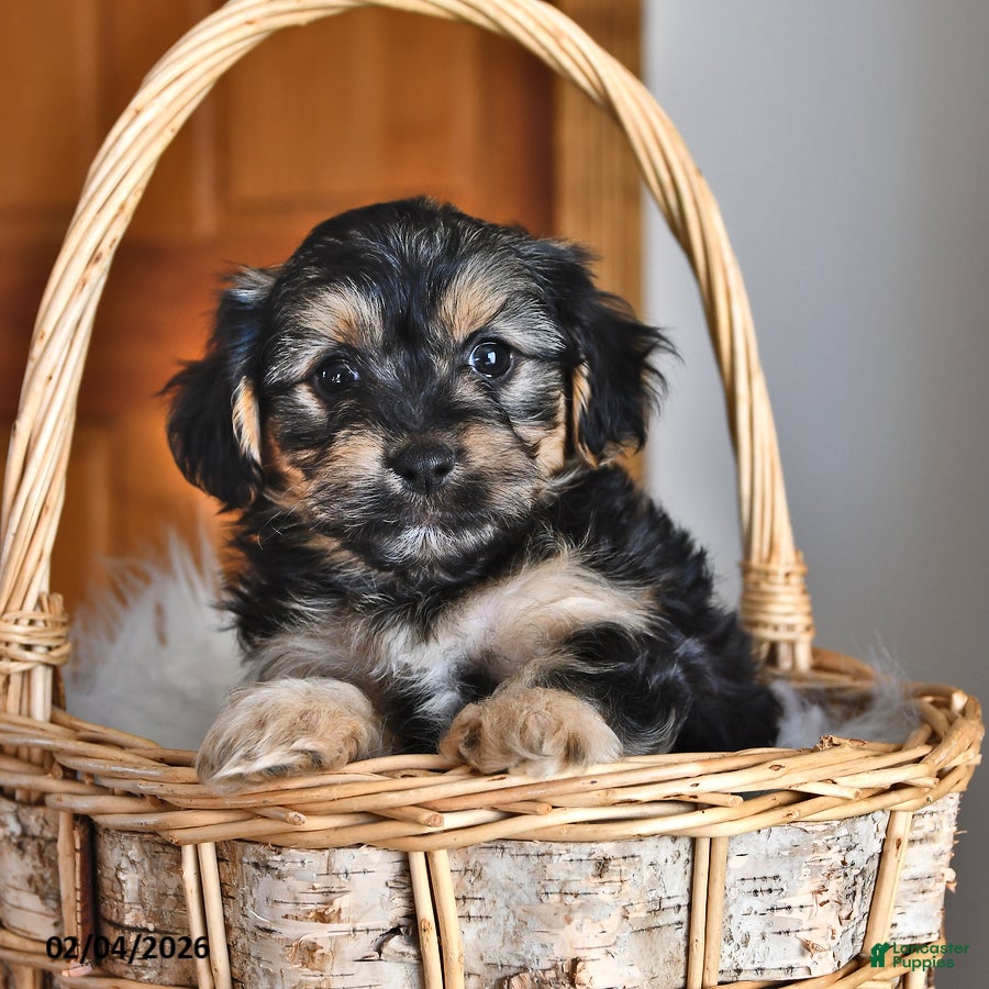 Morkie dogs Bear - Ad 7