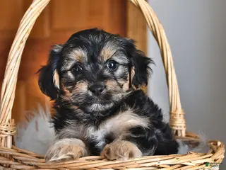 Morkie dogs Bear - Ad 7