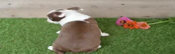 Boston Terrier dogs for sale: Brandon - Ad 3