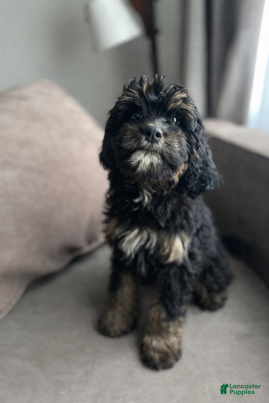 Cavapoo dogs Regina - Ad 40