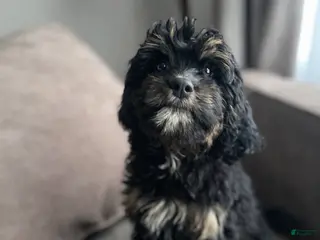 Cavapoo dogs Regina - Ad 40