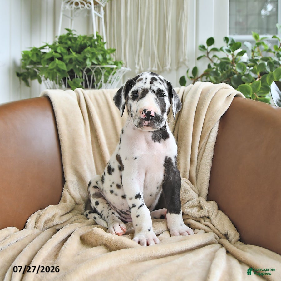 Great Dane dogs Bentley - Ad 1