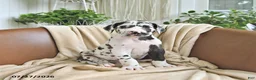 Great Dane dogs for sale: Bentley - Ad 1