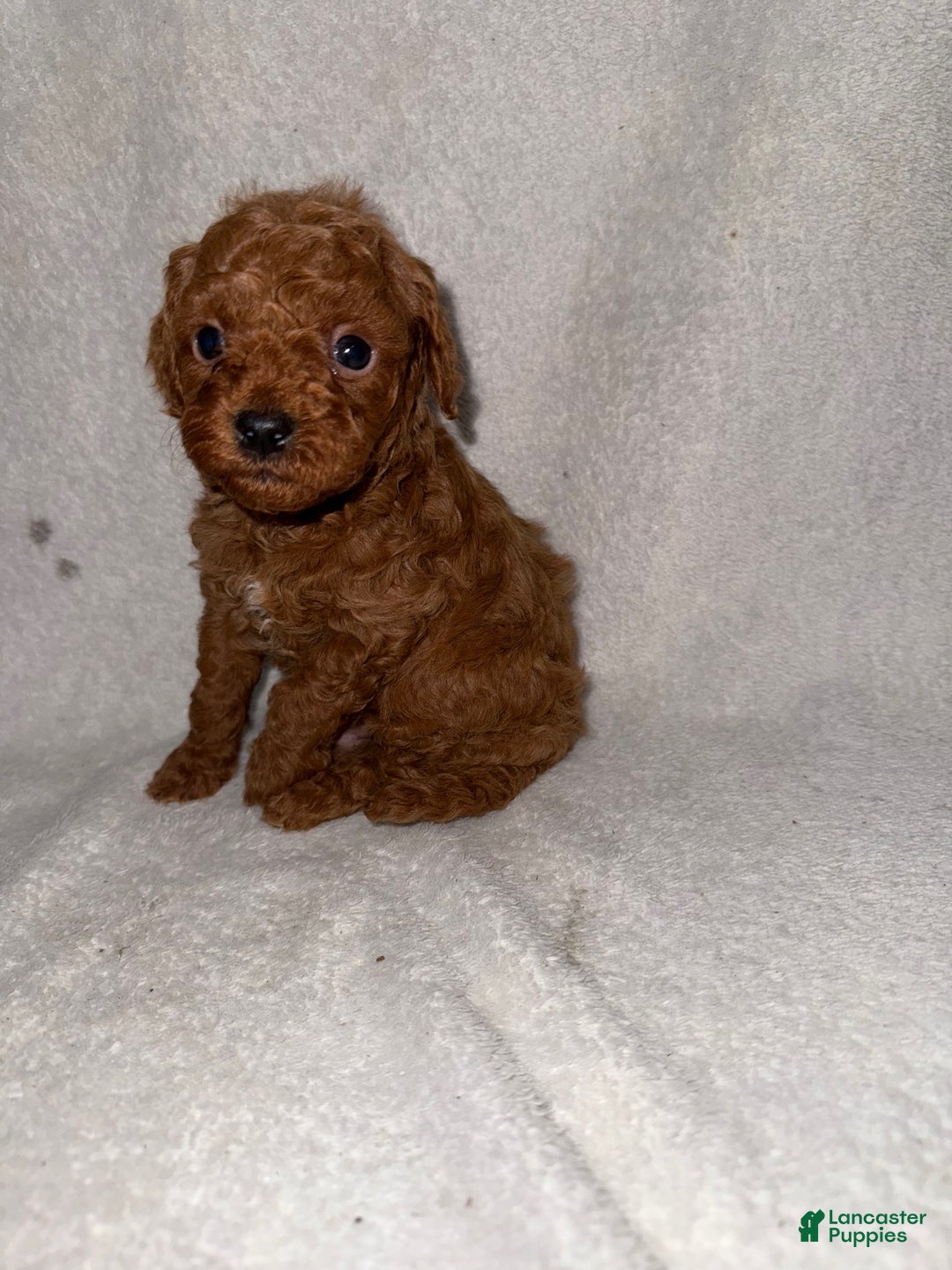 Cavapoo dogs for sale: Cavapoo Puppy 1 - Ad 3