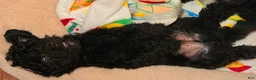 Mixed Breed dogs for sale: Charlie - Ad 2