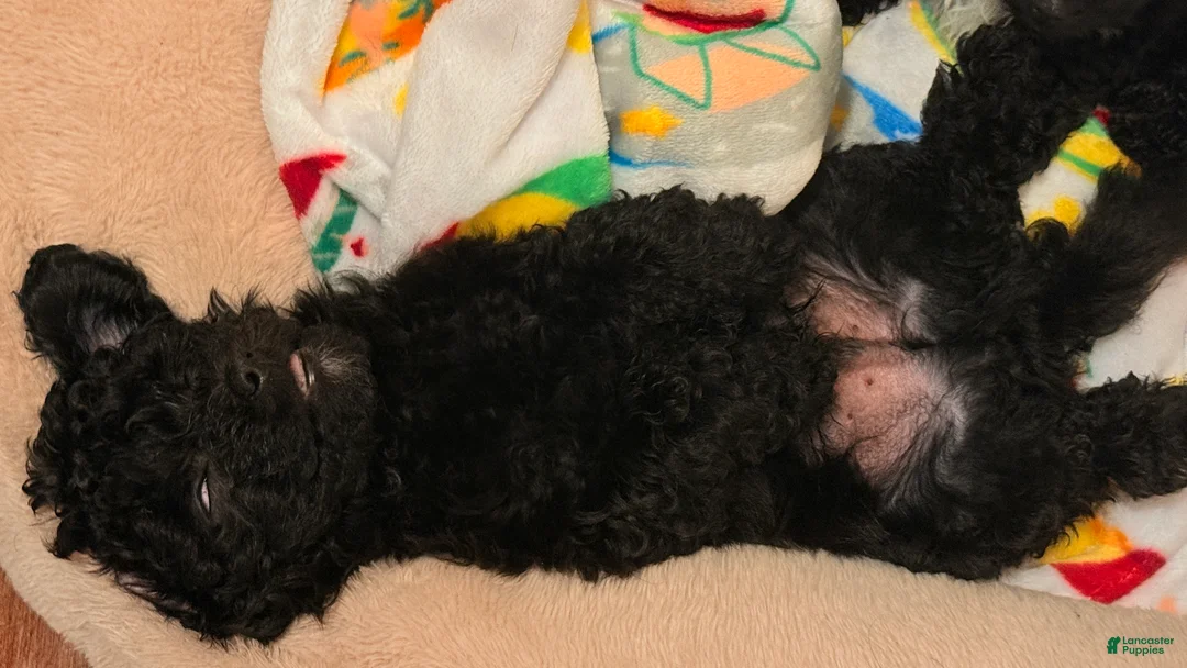 Mixed Breed dogs for sale: Charlie - Ad 2