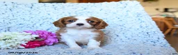 Cavalier King Charles Spaniel dogs for sale: Zephaniah - Ad 3