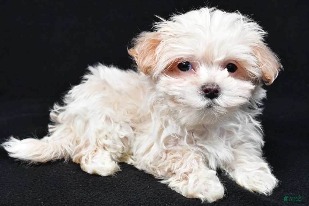 Maltipoo dogs for sale: Kaden - Ad 1