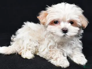Maltipoo dogs Kaden - Ad 5