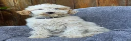 Goldendoodle dogs for sale: Buster - Ad 3