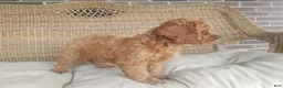 Cavapoo dogs for sale: Skye - Ad 8
