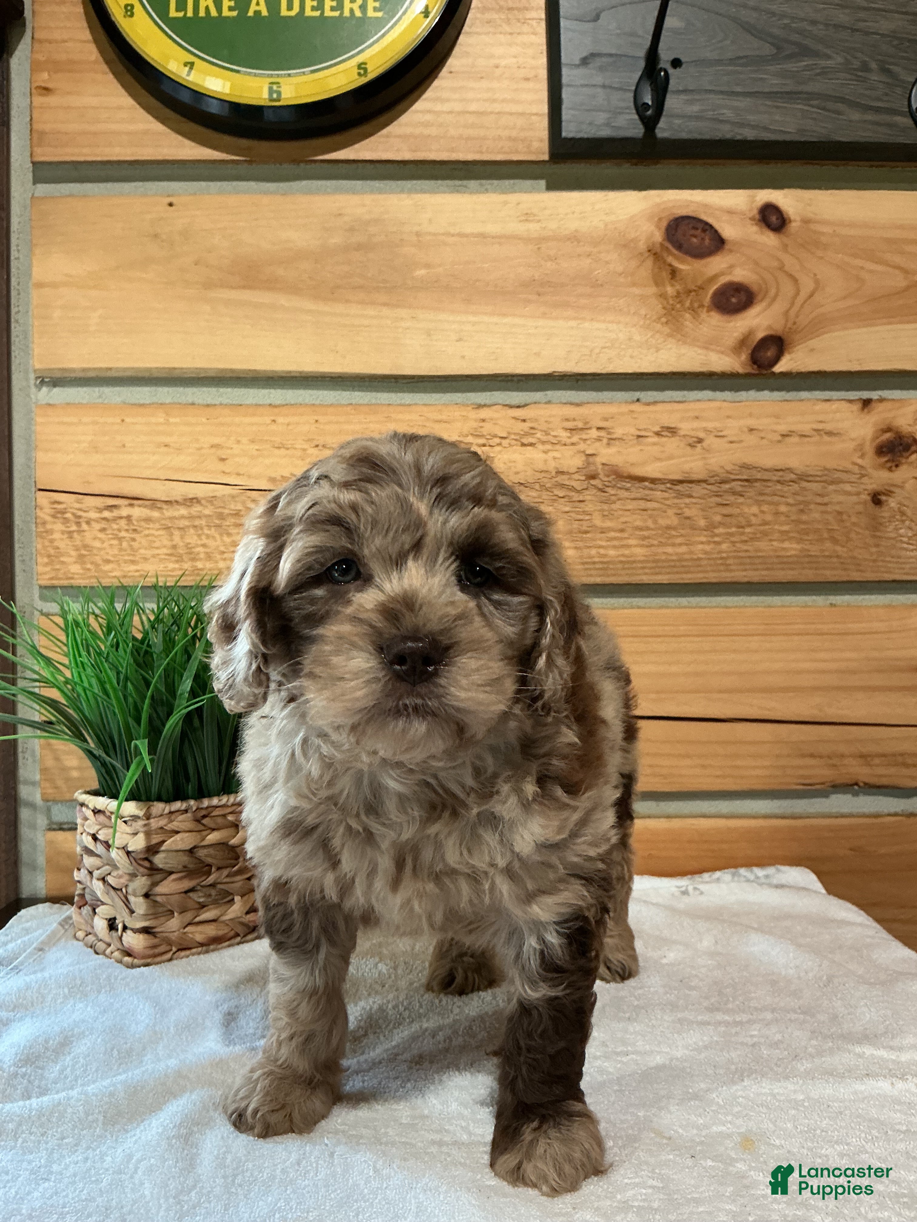 Mini Goldendoodle dogs Maddie  - Ad 2