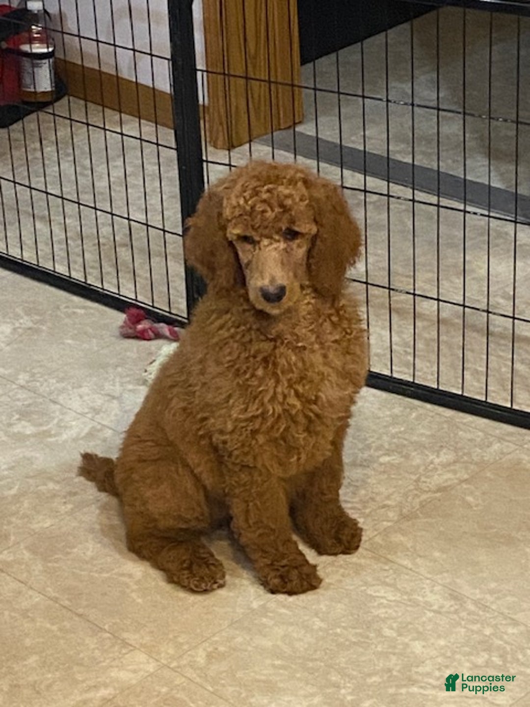 Standard Poodle dogs for sale: Jasmine - Ad 1