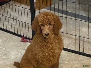 Standard Poodle dogs Jasmine - Ad 20