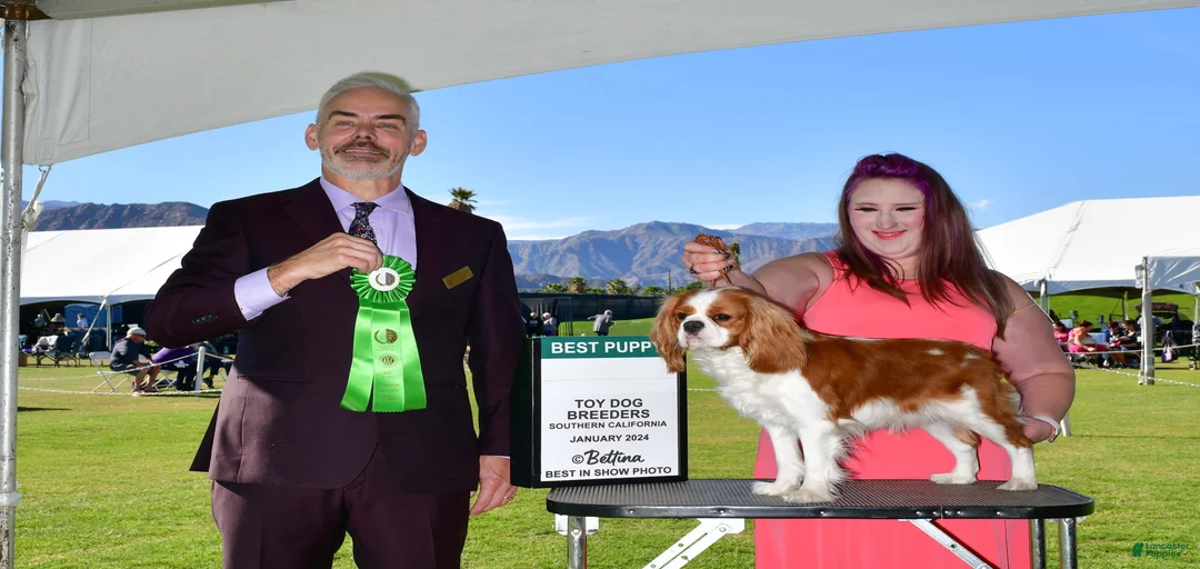 Gallery Image {{count}}