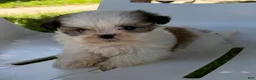 Mixed Breed dogs for sale: Theo - Ad 3