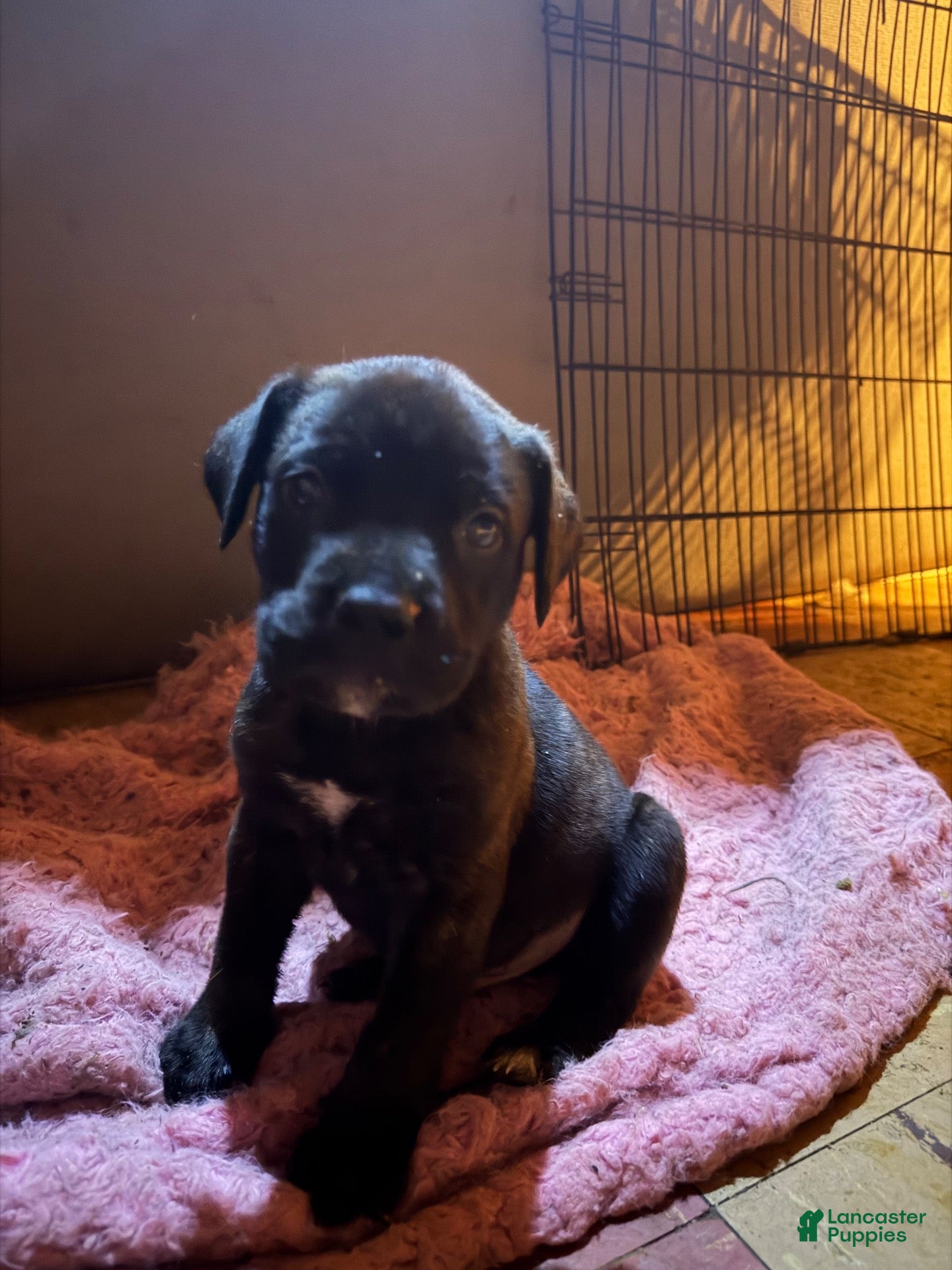 Mixed Breed dogs Puppy 2 - Ad 39