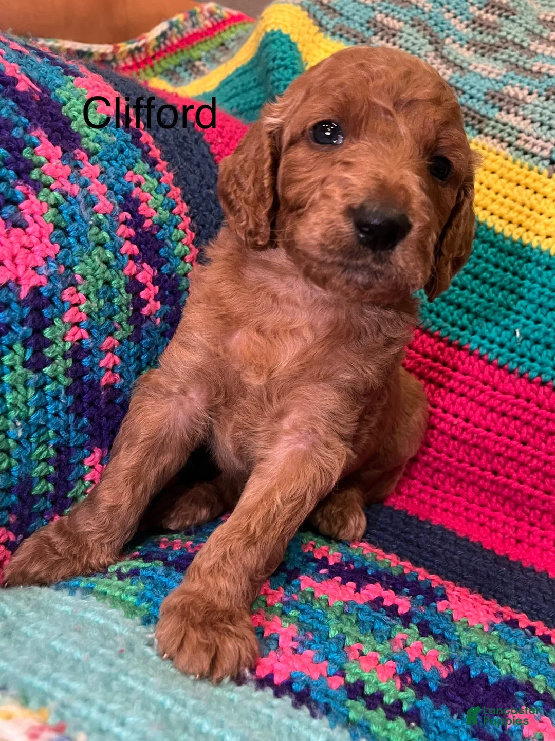 Goldendoodle dogs for sale: Clifford - Ad 1