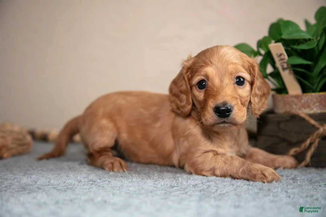Miniature Dachshund dogs for sale: Parker - Ad 1