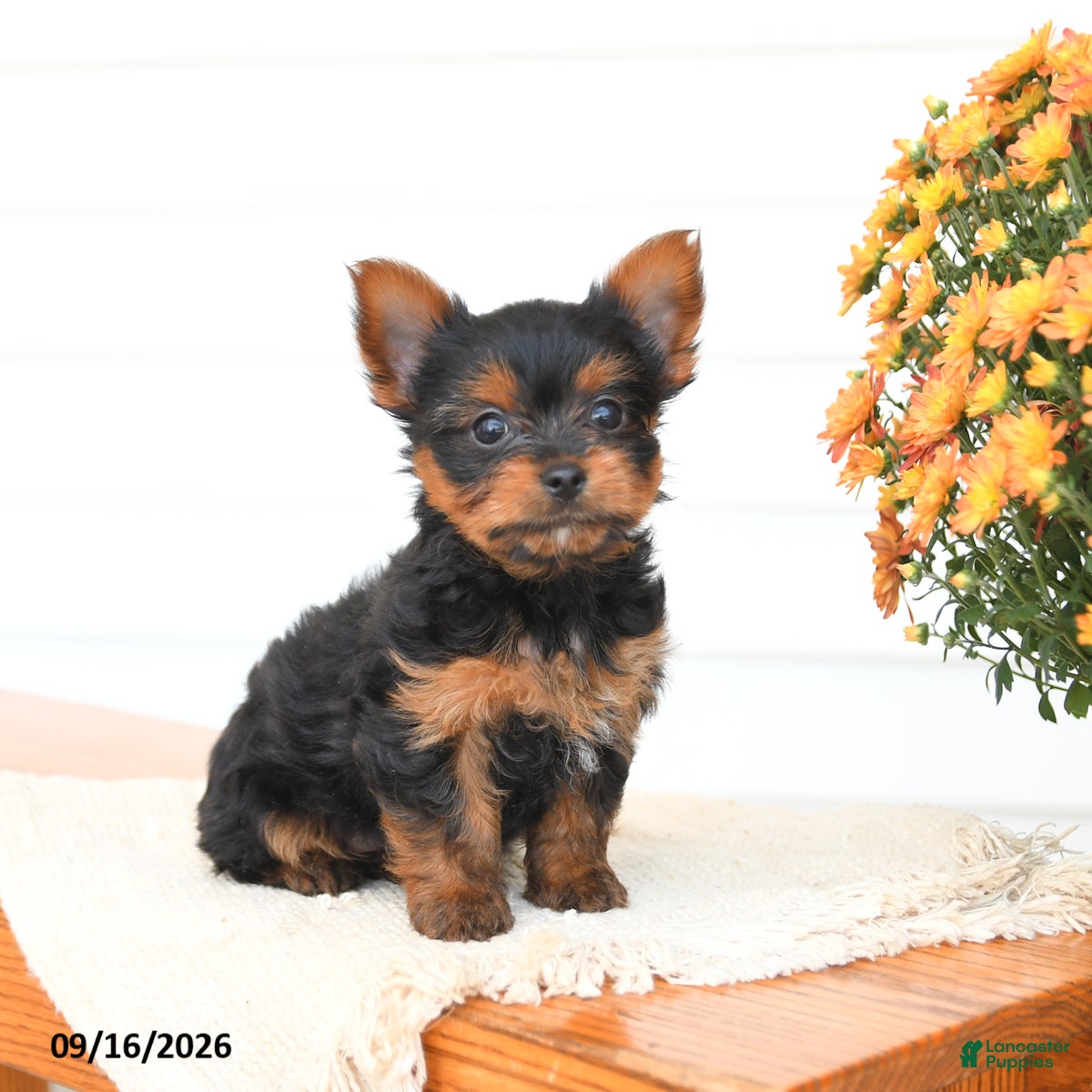 Yorkshire Terrier dogs Alex - Ad 2
