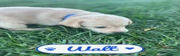 Labrador Retriever dogs for sale: Walt - Ad 2