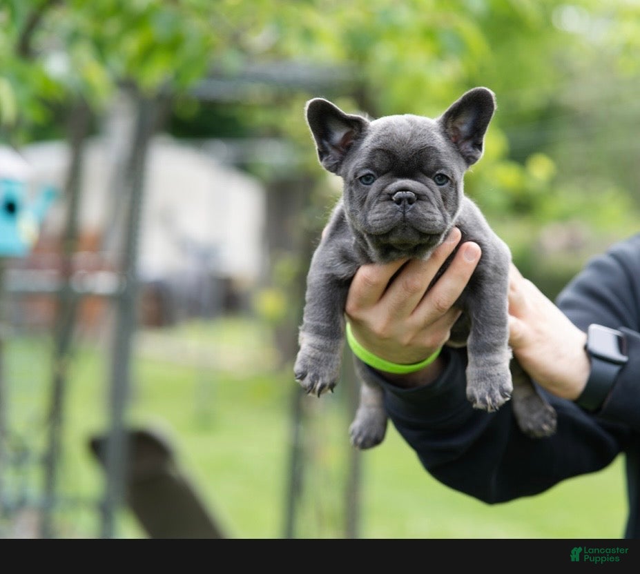 French Bulldog dogs French Bulldog Puppy 2 - Ad 2