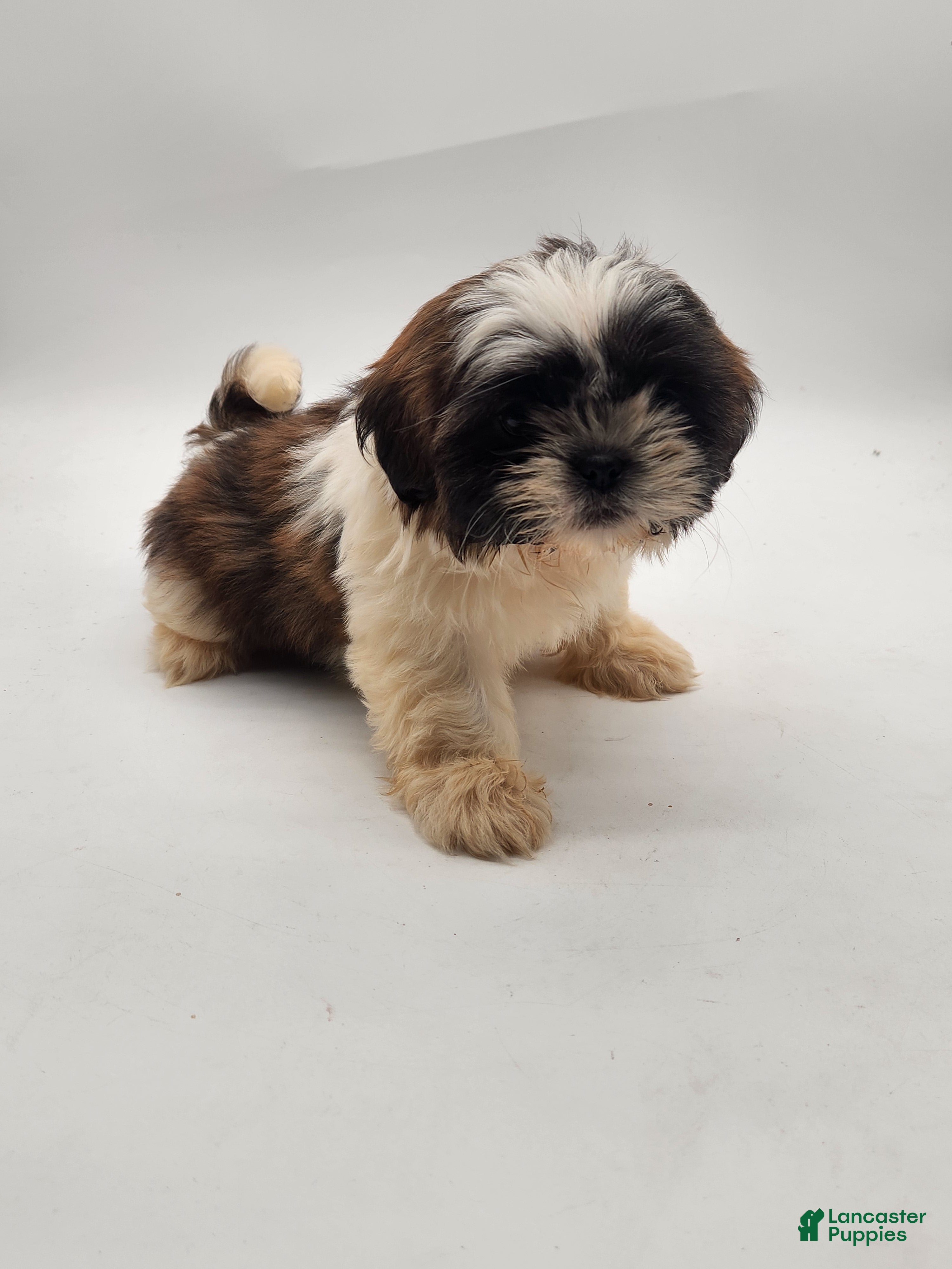 Shih Tzu dogs Shih Tzu Puppy 5 - Ad 1