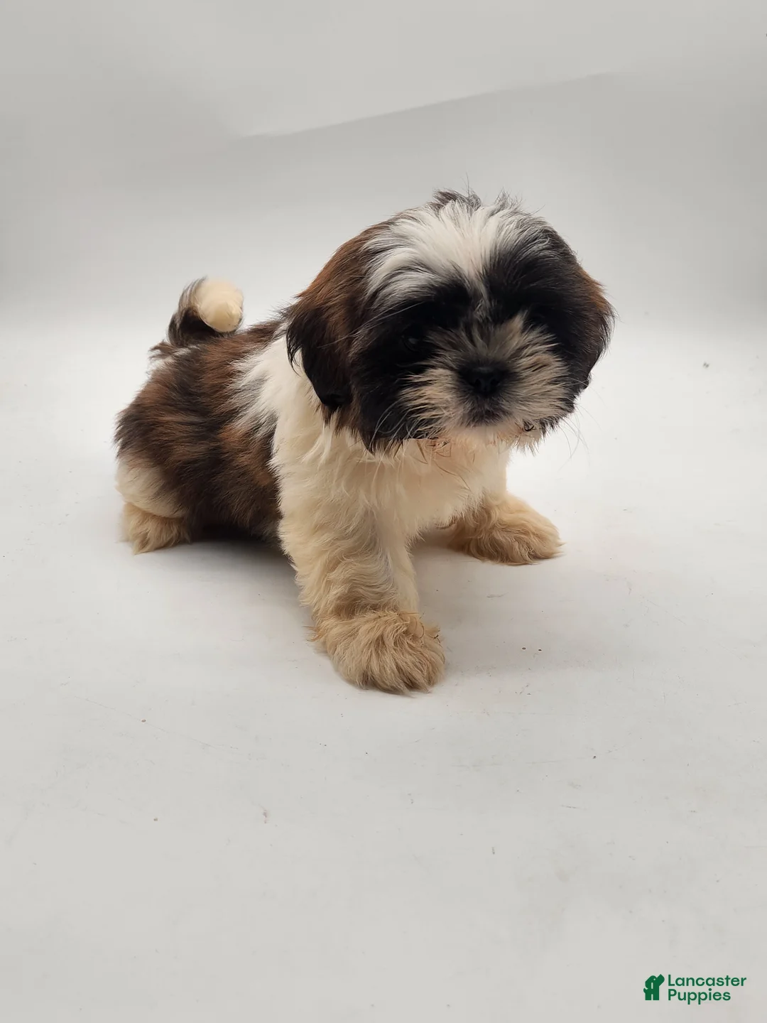 Shih Tzu dogs for sale: Shih Tzu Puppy 5 - Ad 1