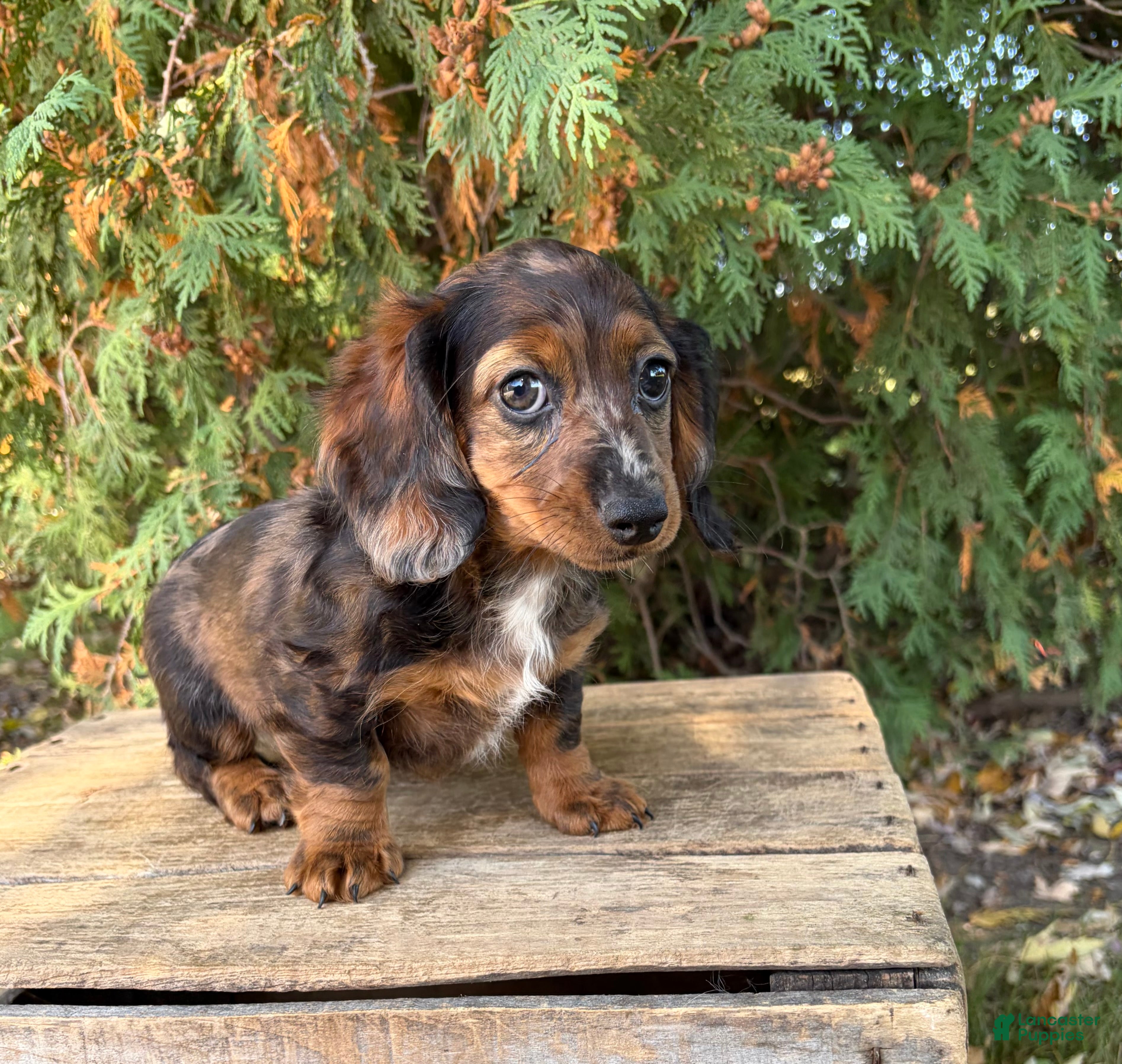 Miniature Dachshund dogs Dixie - Ad 1