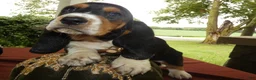 Basset Hound dogs for sale: Basset Hound 8 Magnolia - Ad 4