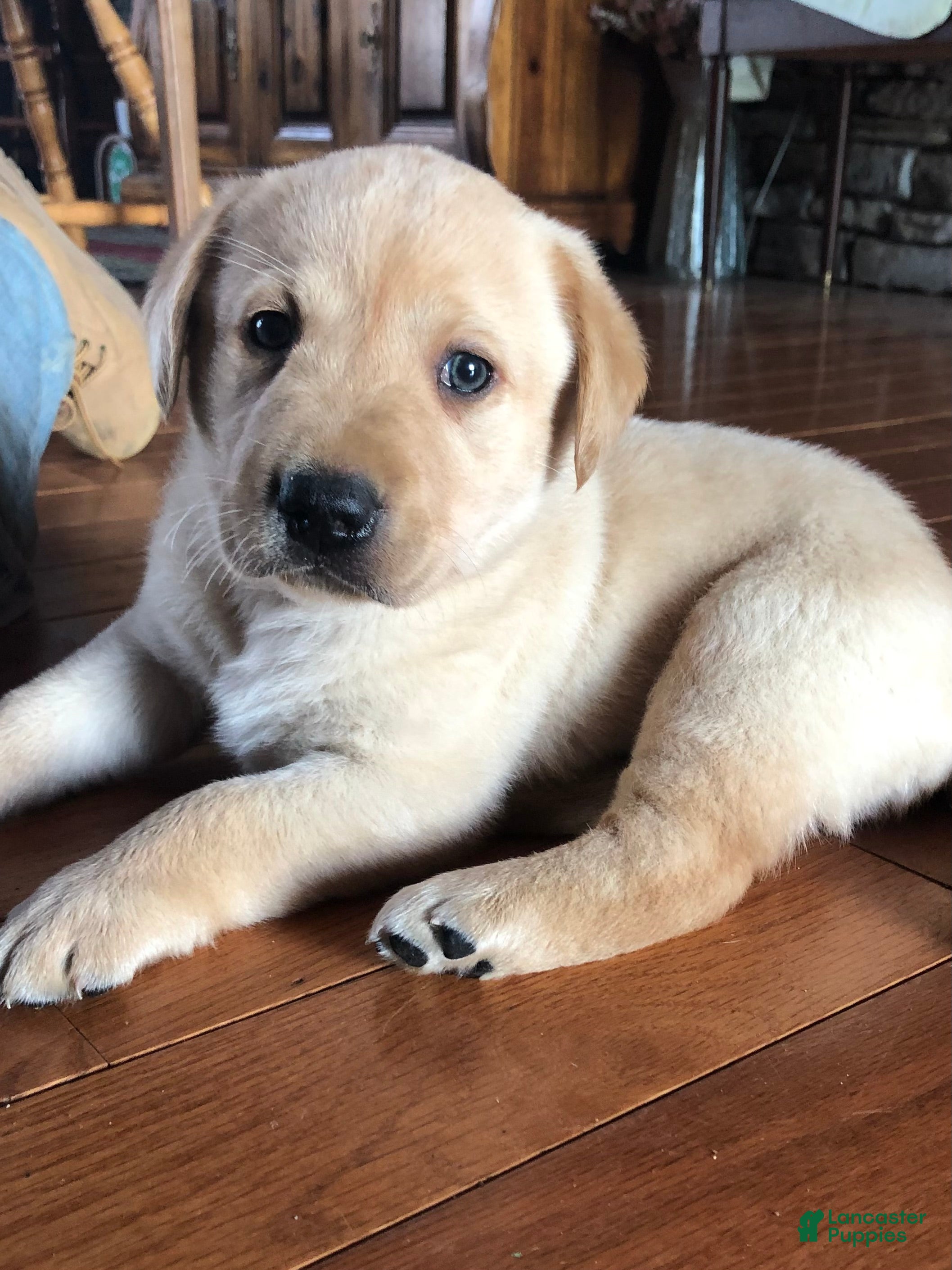 Labrador Retriever dogs Ruger - Ad 2