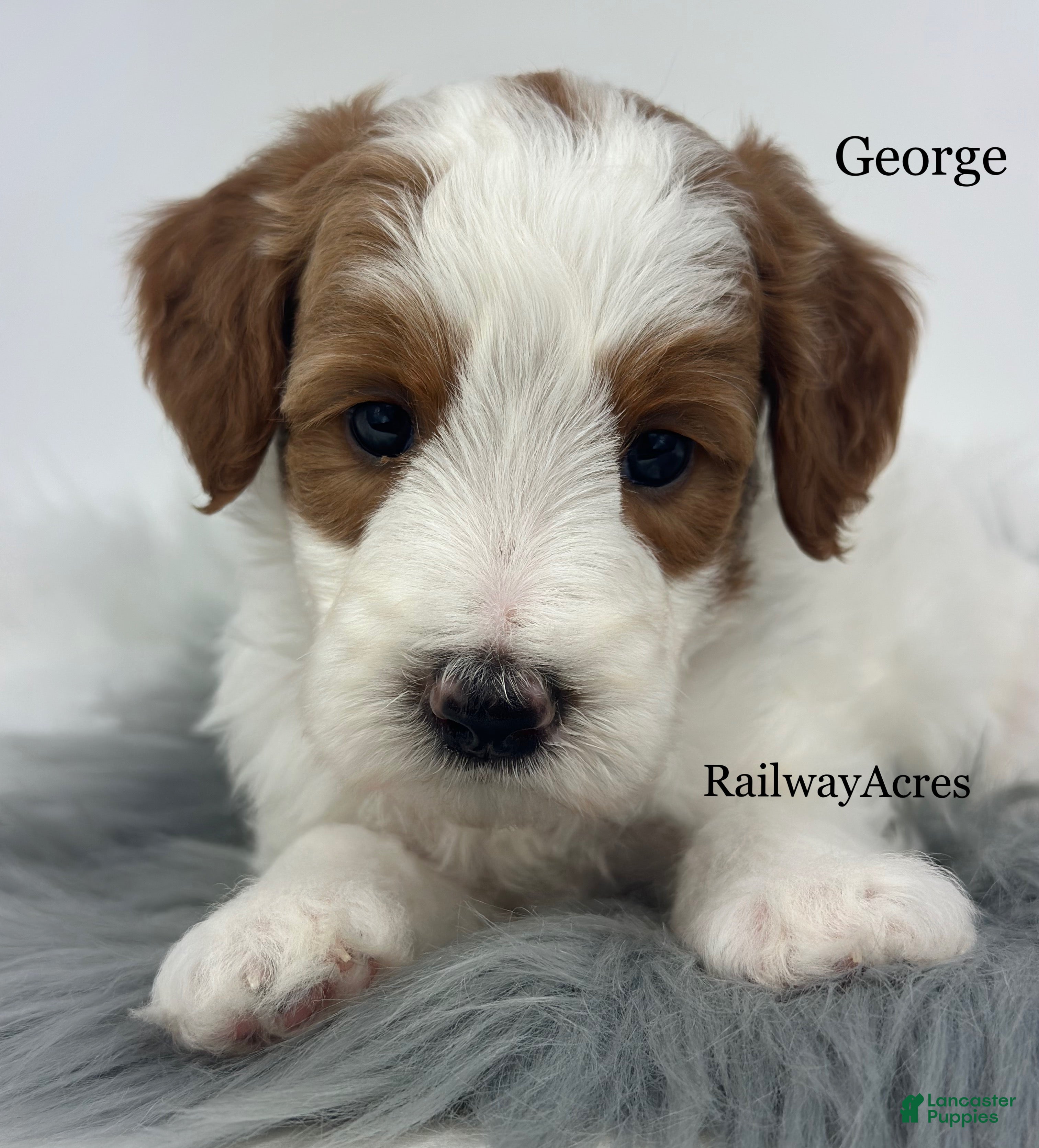 Mini Goldendoodle dogs George - Ad 7