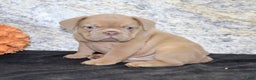 French Bulldog dogs for sale: Dallas - Ad 5